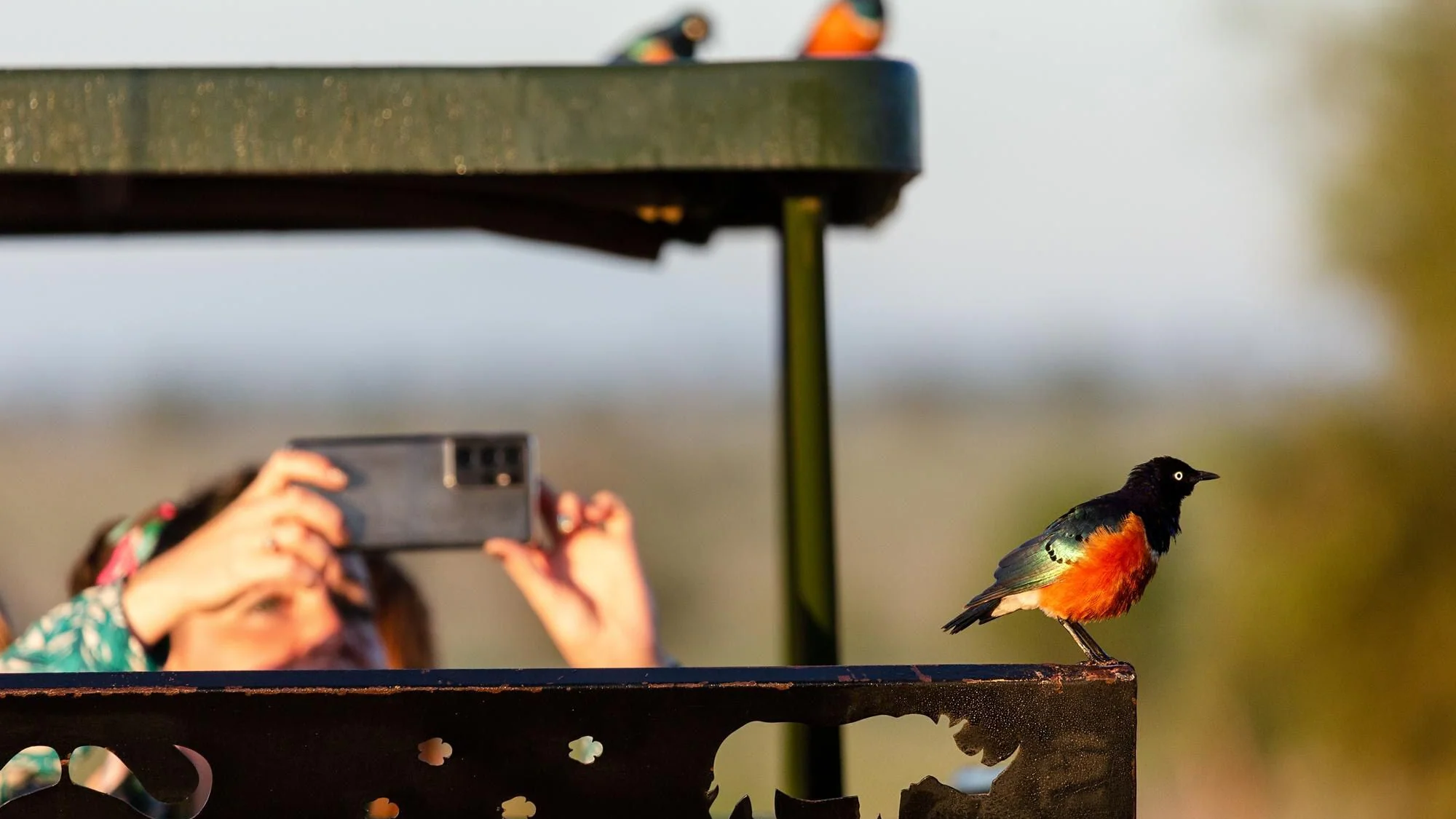 Fågelskådare fotograferar en fågel ute i naturen