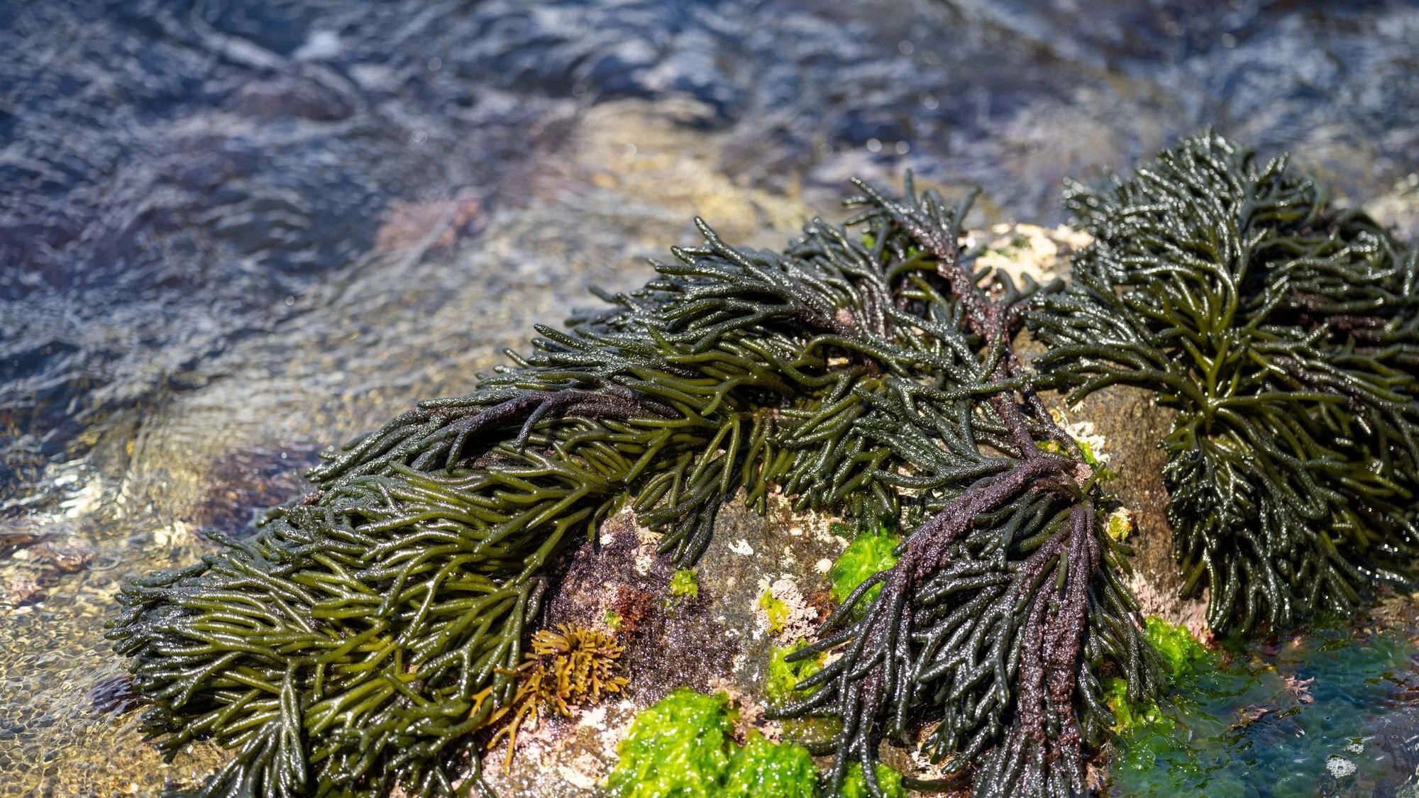 Ätbar tång som växer på klippor i havet och är redo att skördas